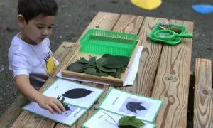 A young boy engages in Montessori outdoor activities, matching real leaves to identification cards on a wooden table.