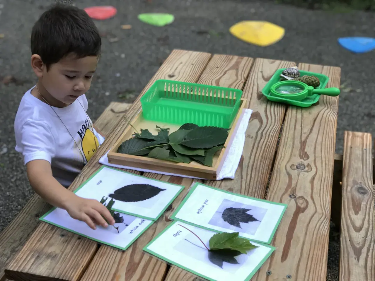 A young boy engages in Montessori outdoor activities, matching real leaves to identification cards on a wooden table.